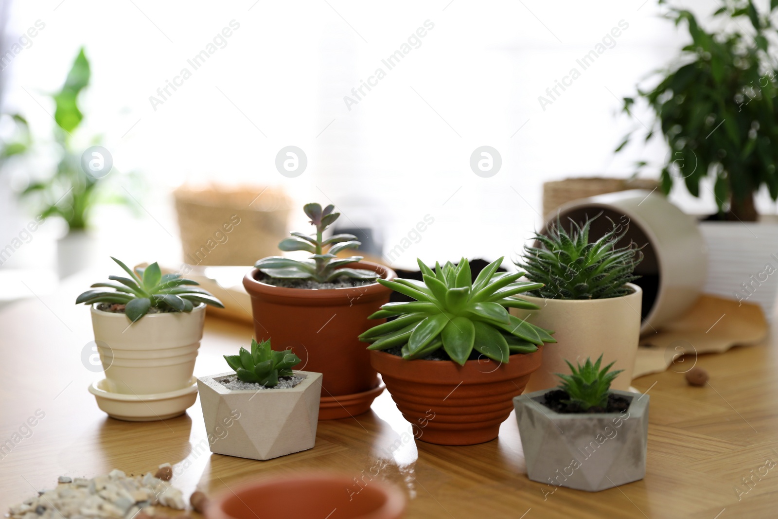 Photo of Beautiful potted plants on wooden table at home. Engaging hobby