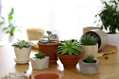 Photo of Beautiful potted plants on wooden table at home. Engaging hobby