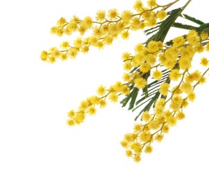 Beautiful mimosa plant with yellow flowers isolated on white