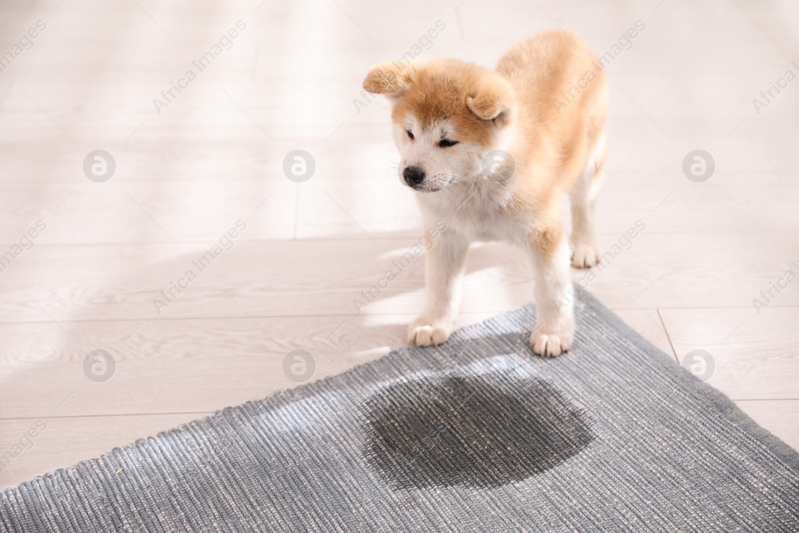 Photo of Adorable akita inu puppy near puddle on rug at home