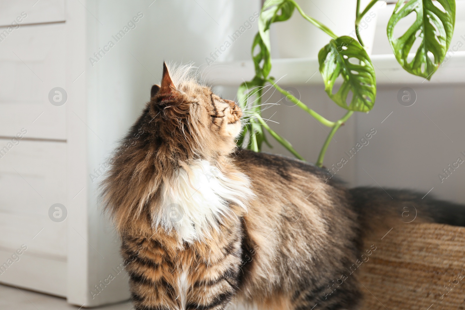 Photo of Adorable cat near houseplant on floor at home