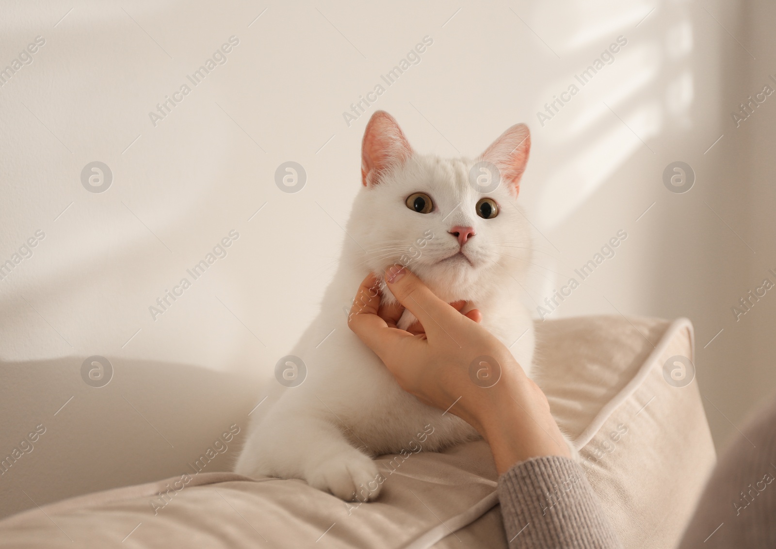 Photo of Young woman petting her beautiful white cat at home, closeup. Fluffy pet