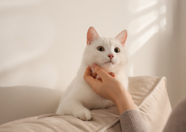 Photo of Young woman petting her beautiful white cat at home, closeup. Fluffy pet