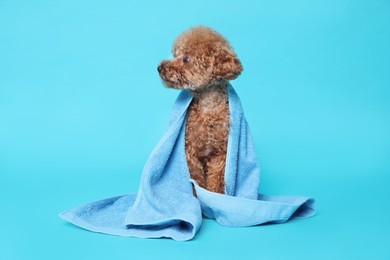 Photo of Cute Maltipoo dog wrapped in towel on light blue background