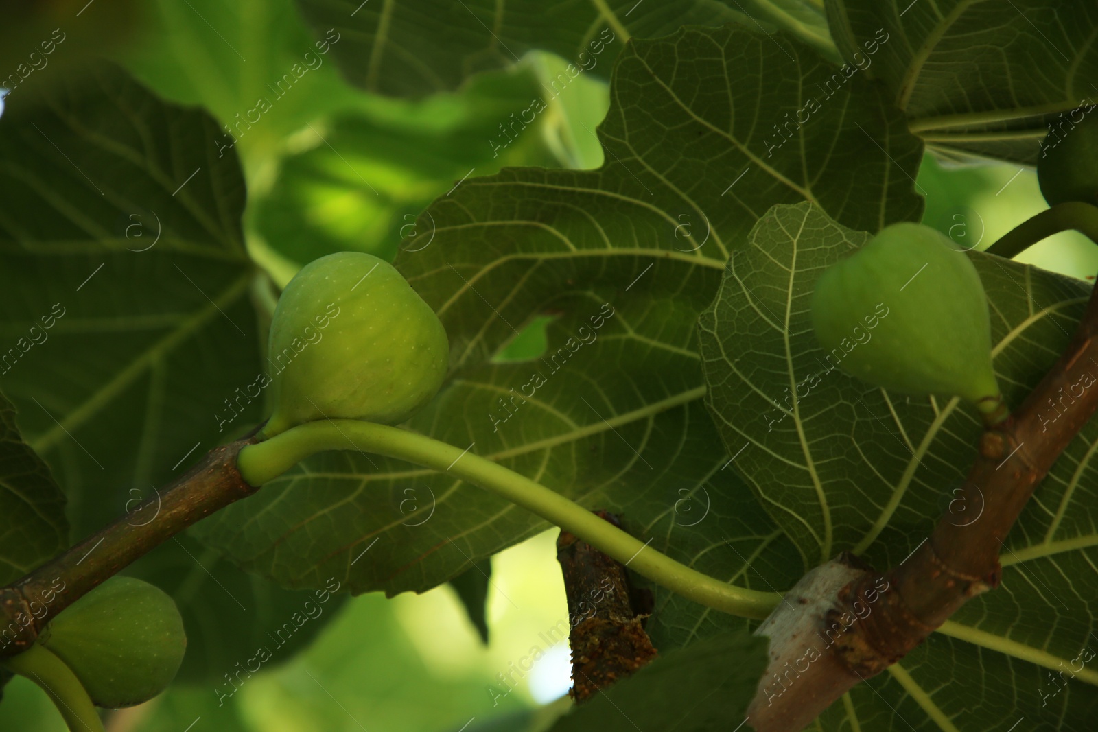 Photo of Unripe figs growing on tree in garden, closeup