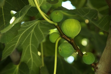 Photo of Unripe figs growing on tree in garden, closeup