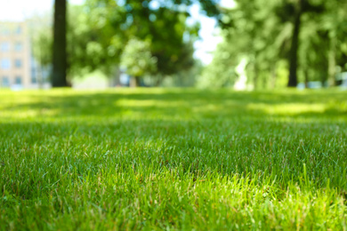 Photo of Green lawn with fresh grass outdoors, closeup