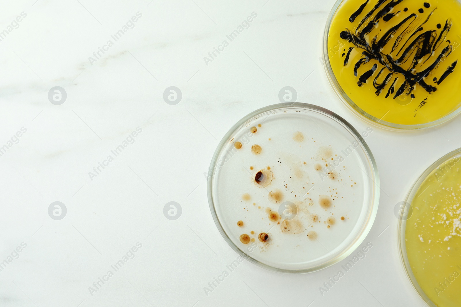 Photo of Petri dishes with different bacteria colonies on white marble table, flat lay. Space for text