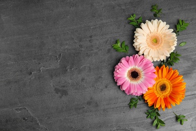 Photo of Flat lay composition with beautiful bright gerbera flowers on grey background. Space for text