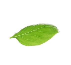 Photo of Fresh green basil leaf on white background