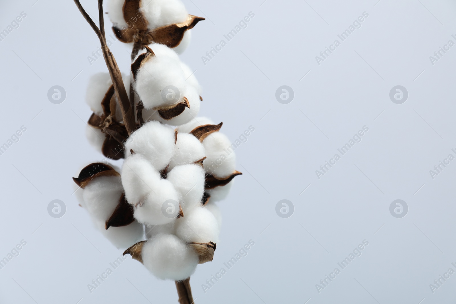 Photo of Beautiful cotton branch with fluffy flowers on light background, closeup. Space for text