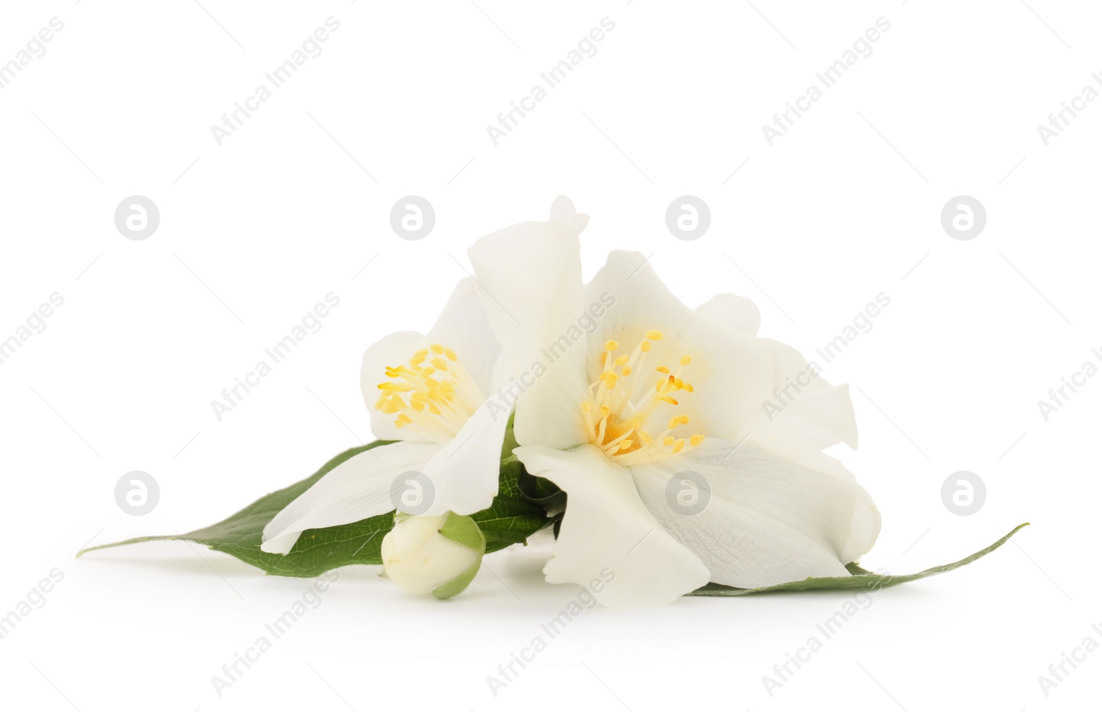 Photo of Branch of jasmine flowers and leaves isolated on white