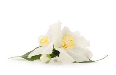 Photo of Branch of jasmine flowers and leaves isolated on white