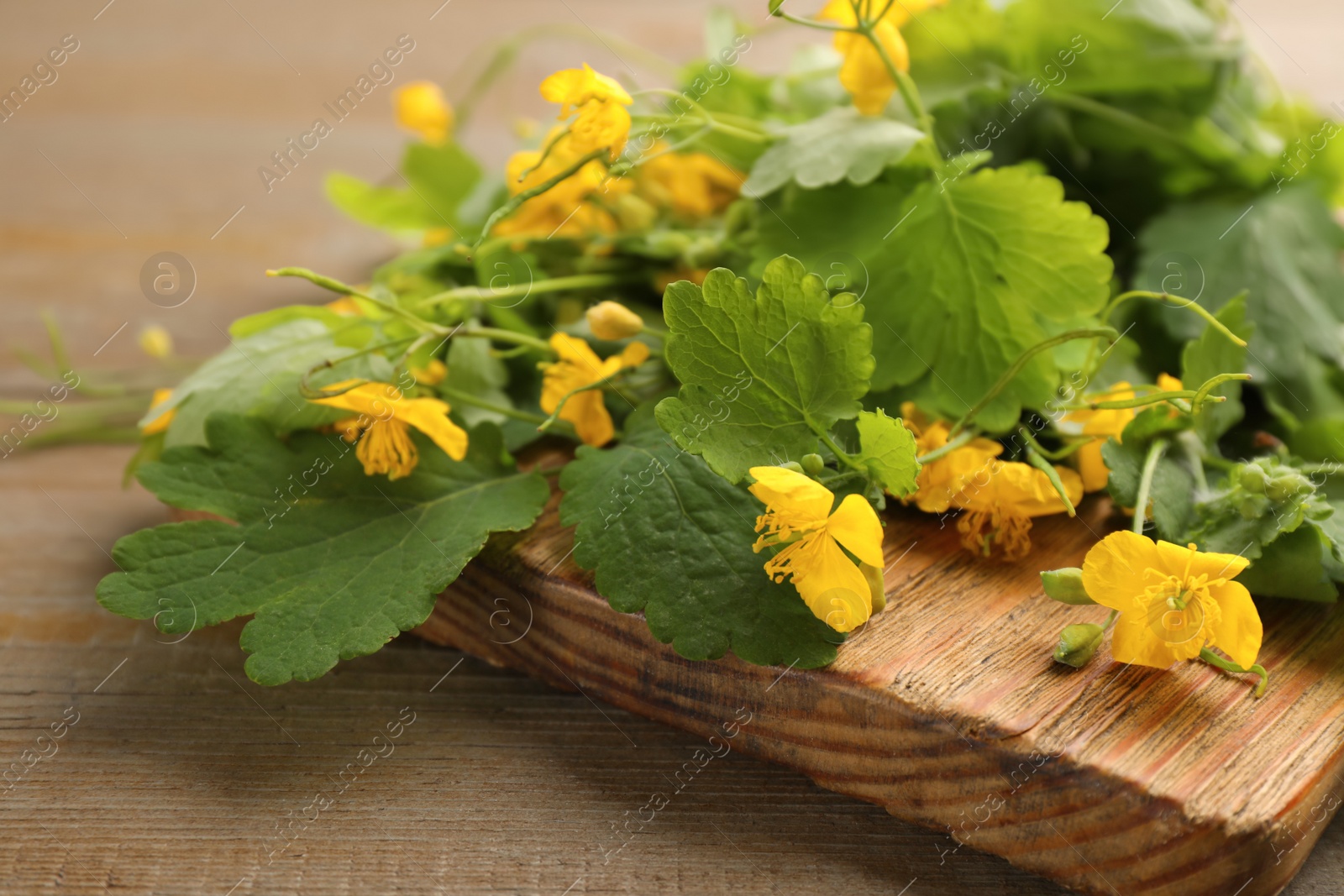 Photo of Celandine with beautiful yellow flowers on wooden table, closeup