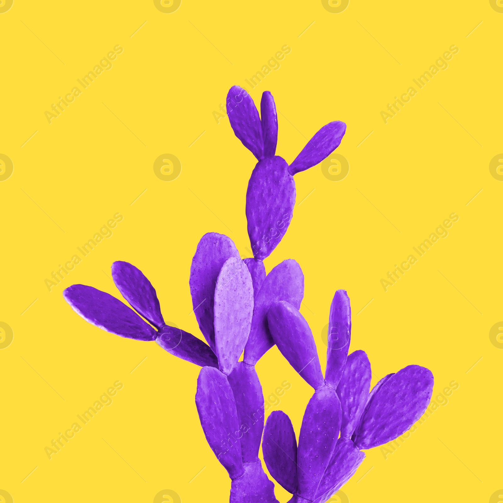 Image of Beautiful violet cactus plant on yellow background