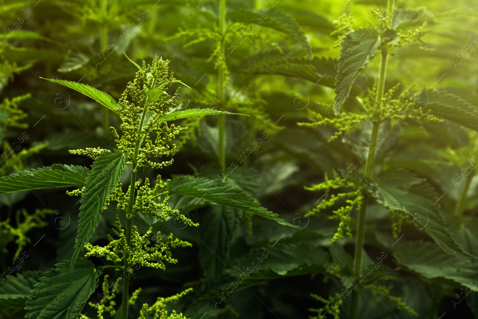 Photo of Beautiful green stinging nettle plants growing outdoors