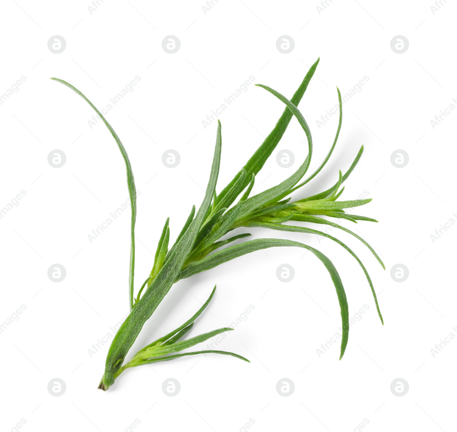 Photo of One sprig of fresh tarragon on white background