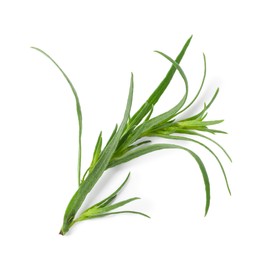 One sprig of fresh tarragon on white background