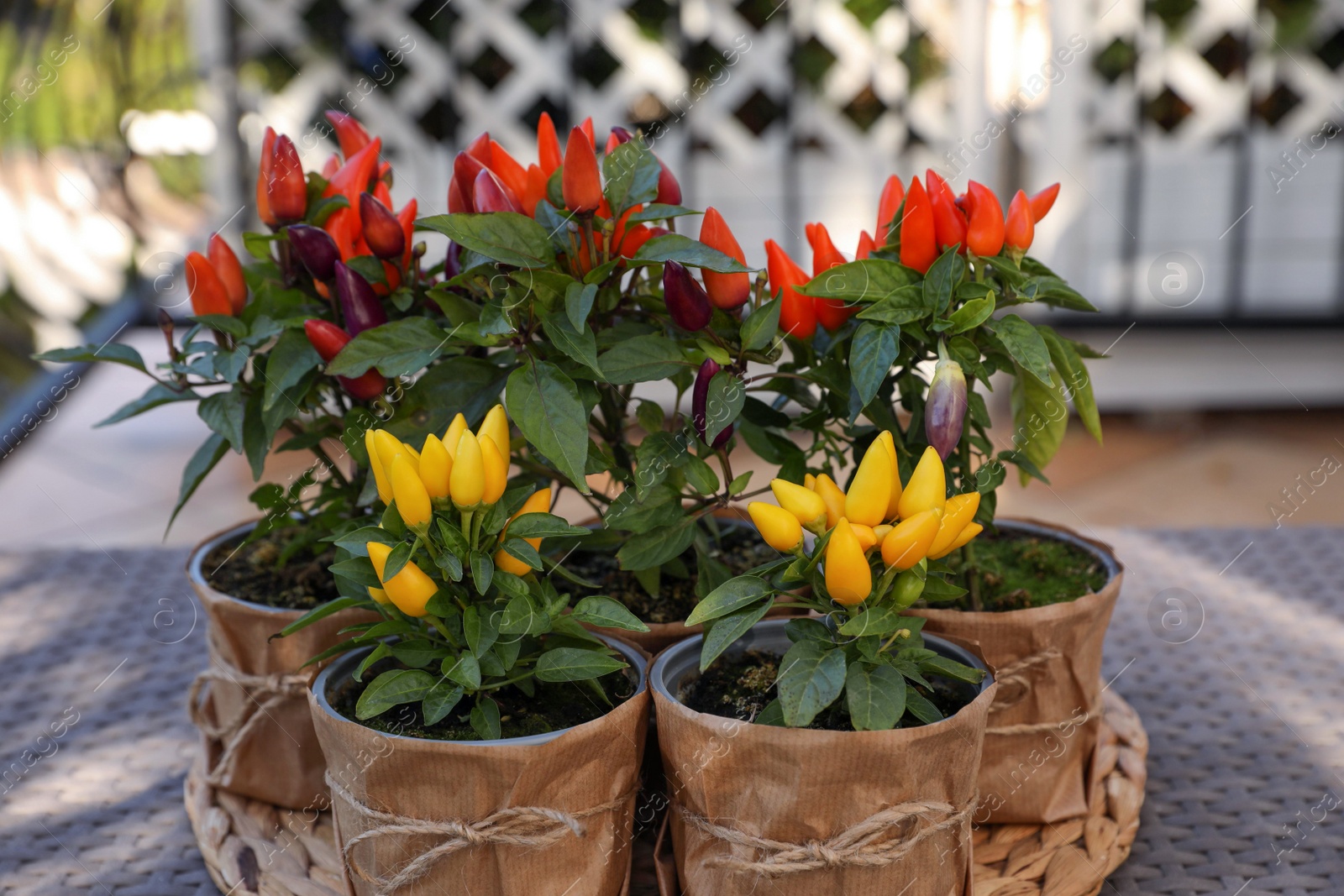 Photo of Capsicum Annuum plants. Many potted multicolor Chili Peppers on table outdoors