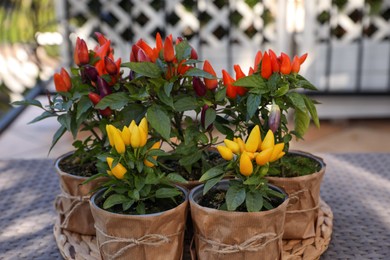 Photo of Capsicum Annuum plants. Many potted multicolor Chili Peppers on table outdoors