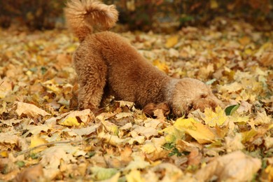 Cute dog near autumn dry leaves outdoors