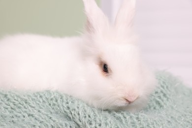 Photo of Fluffy white rabbit on soft blanket, closeup. Cute pet