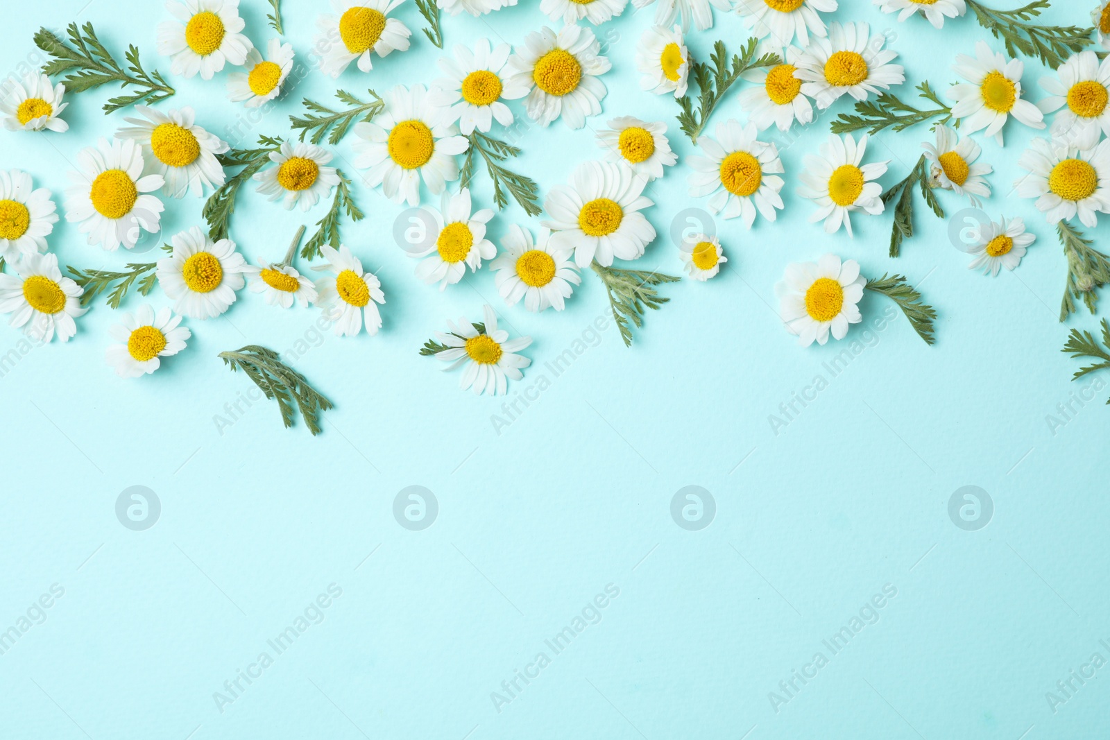 Photo of Flat lay composition with fresh chamomiles on light blue background. Space for text