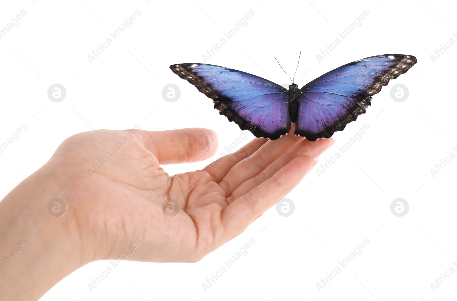 Photo of Woman holding beautiful common morpho butterfly on white background, closeup