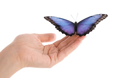 Woman holding beautiful common morpho butterfly on white background, closeup