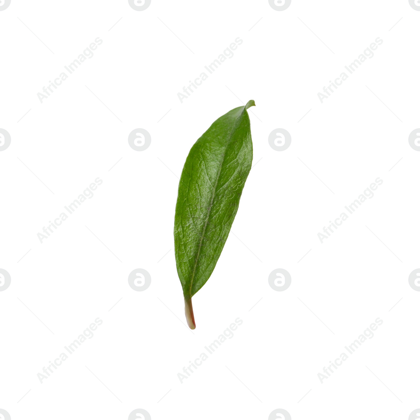 Photo of Green leaf of pomegranate plant isolated on white