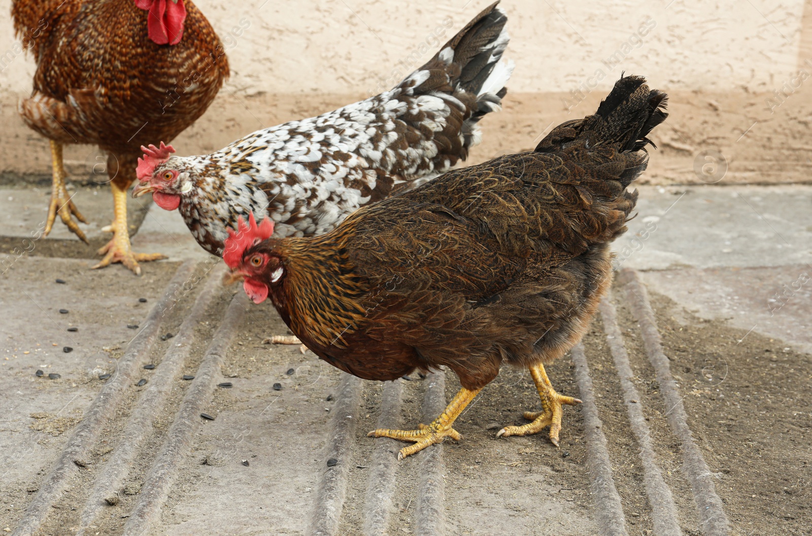 Photo of Beautiful colorful chickens in yard. Domestic animal