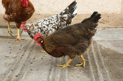 Beautiful colorful chickens in yard. Domestic animal