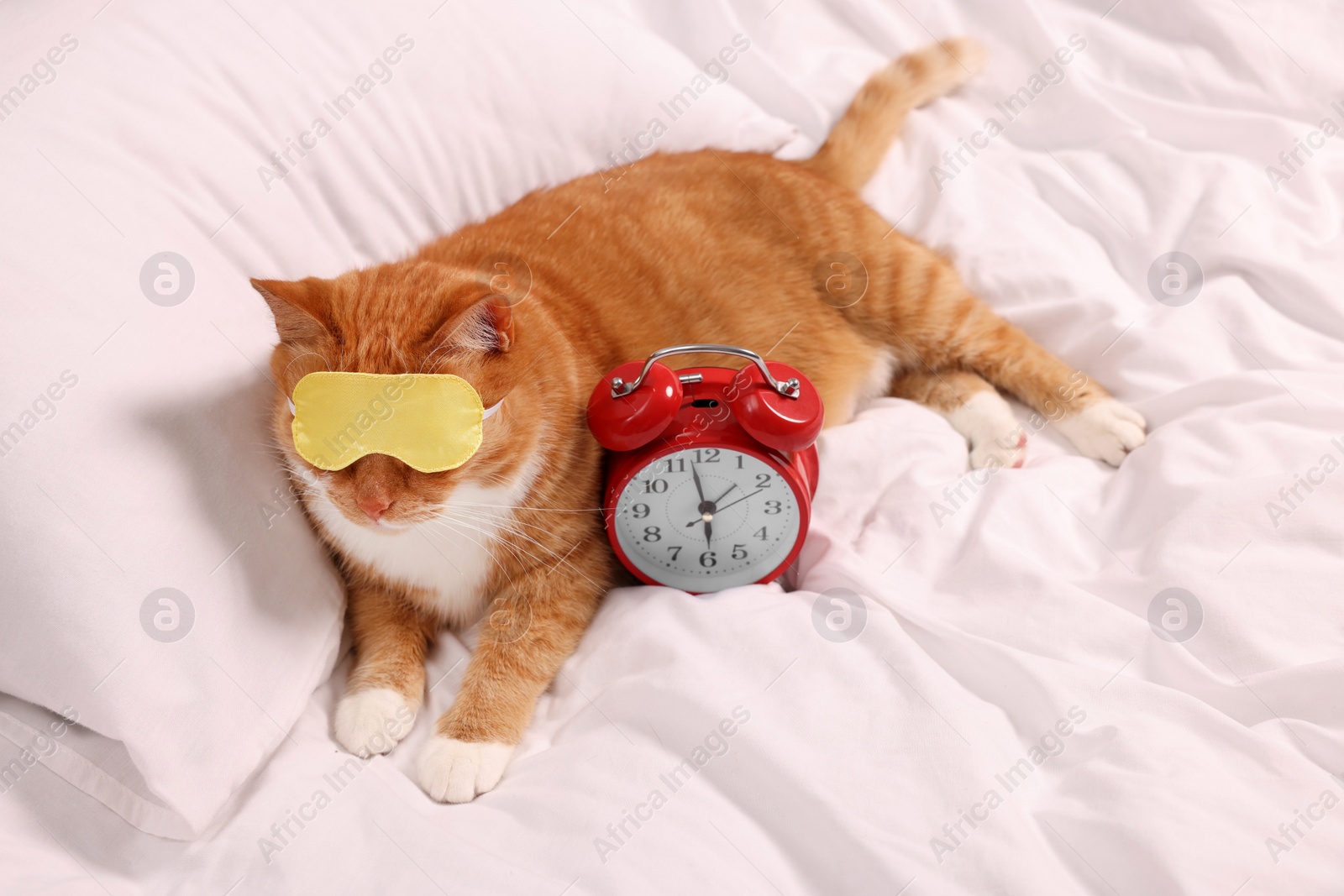 Photo of Cute ginger cat with sleep mask and alarm clock resting on bed