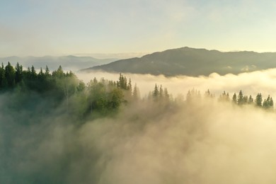 Photo of Aerial view of beautiful mountains and conifer trees on foggy morning