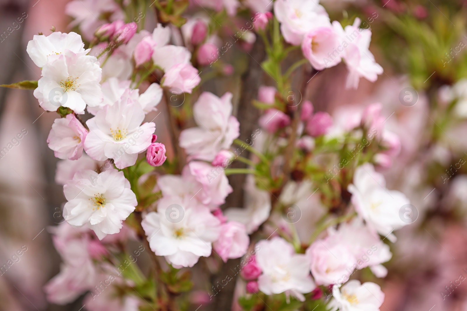 Photo of Closeup view of tree branches with tender flowers outdoors. Amazing spring blossom