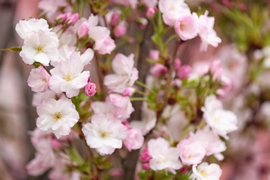 Photo of Closeup view of tree branches with tender flowers outdoors. Amazing spring blossom