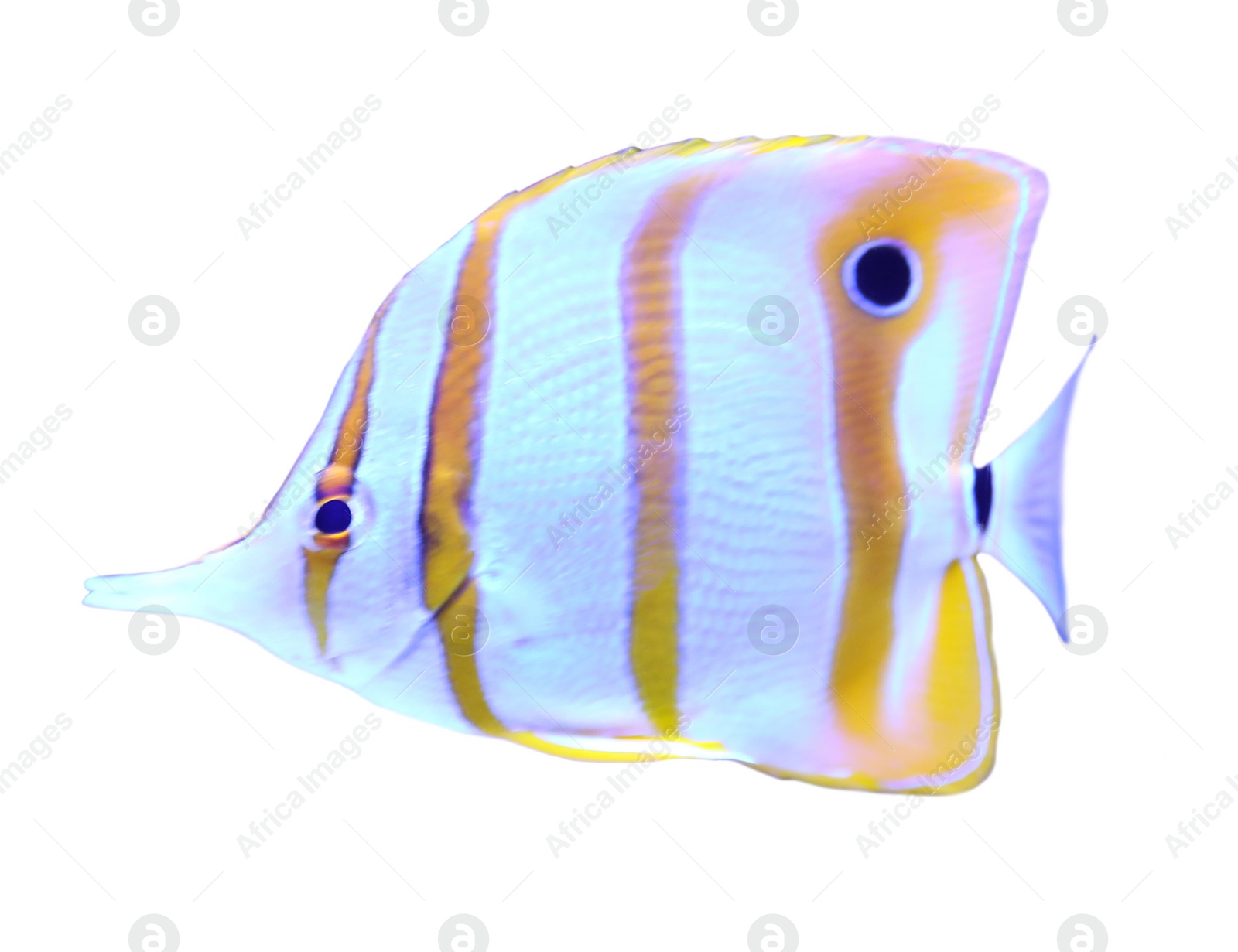 Image of Beautiful copper banded butterfly fish on white background