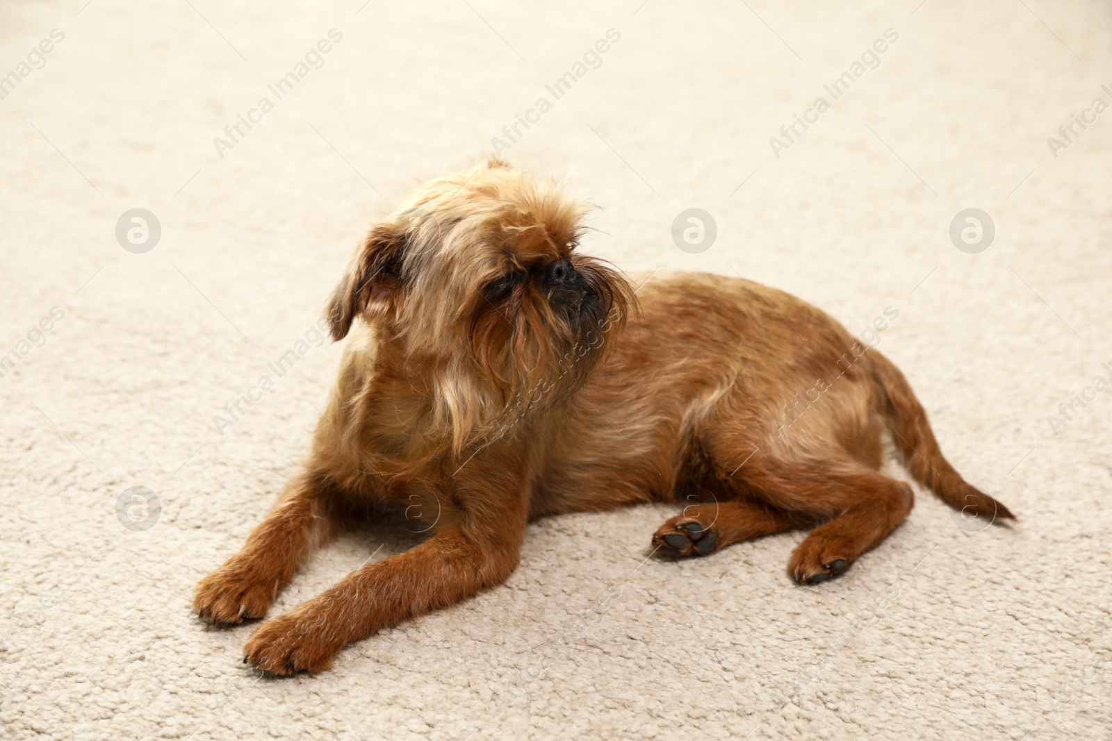 Photo of Portrait of funny Brussels Griffon dog lying on carpet at home