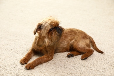 Photo of Portrait of funny Brussels Griffon dog lying on carpet at home