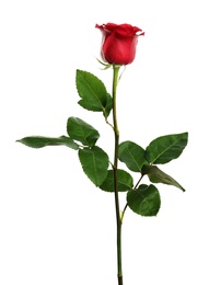 Photo of Beautiful blooming red rose on white background