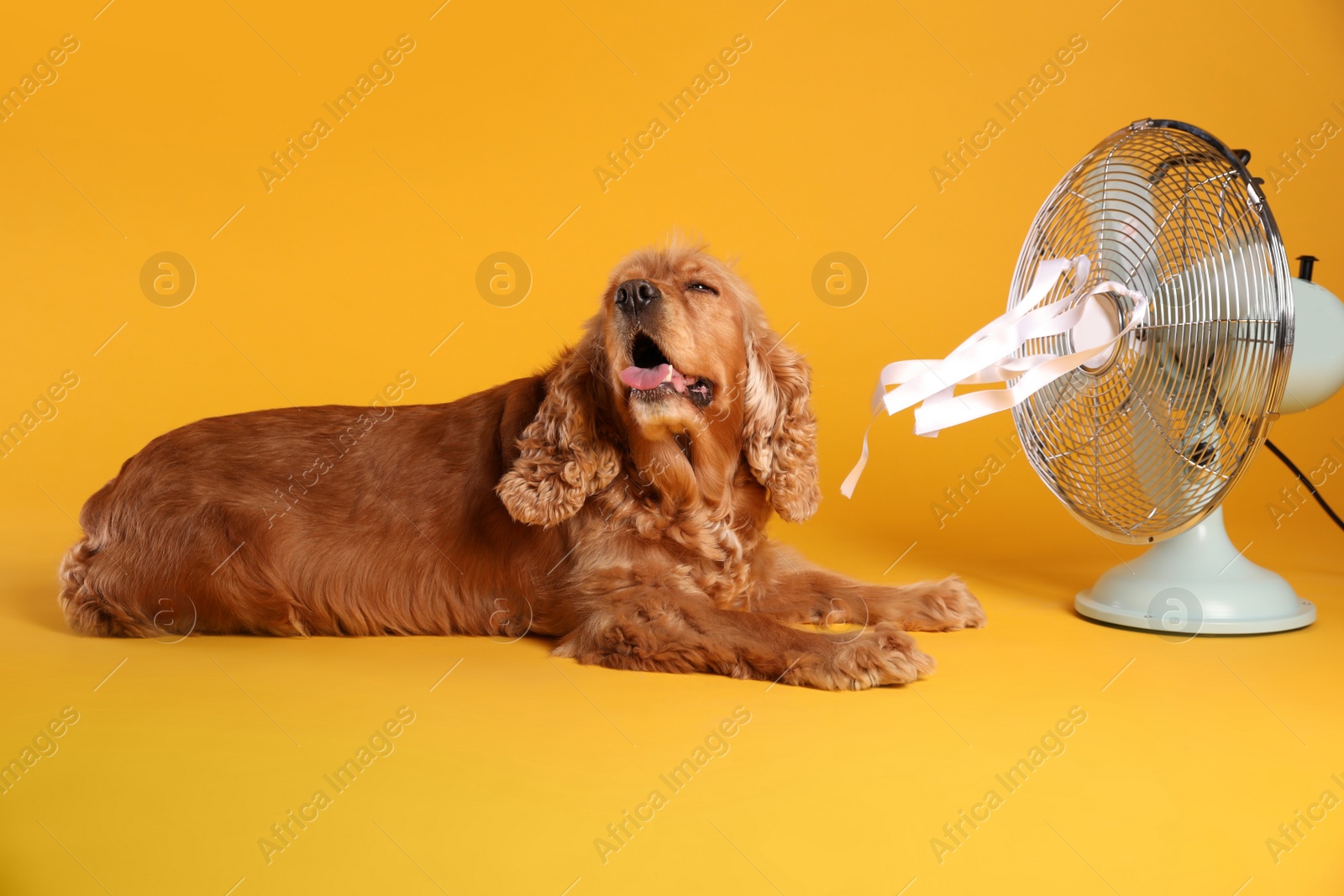 Photo of English Cocker Spaniel enjoying air flow from fan on yellow background. Summer heat