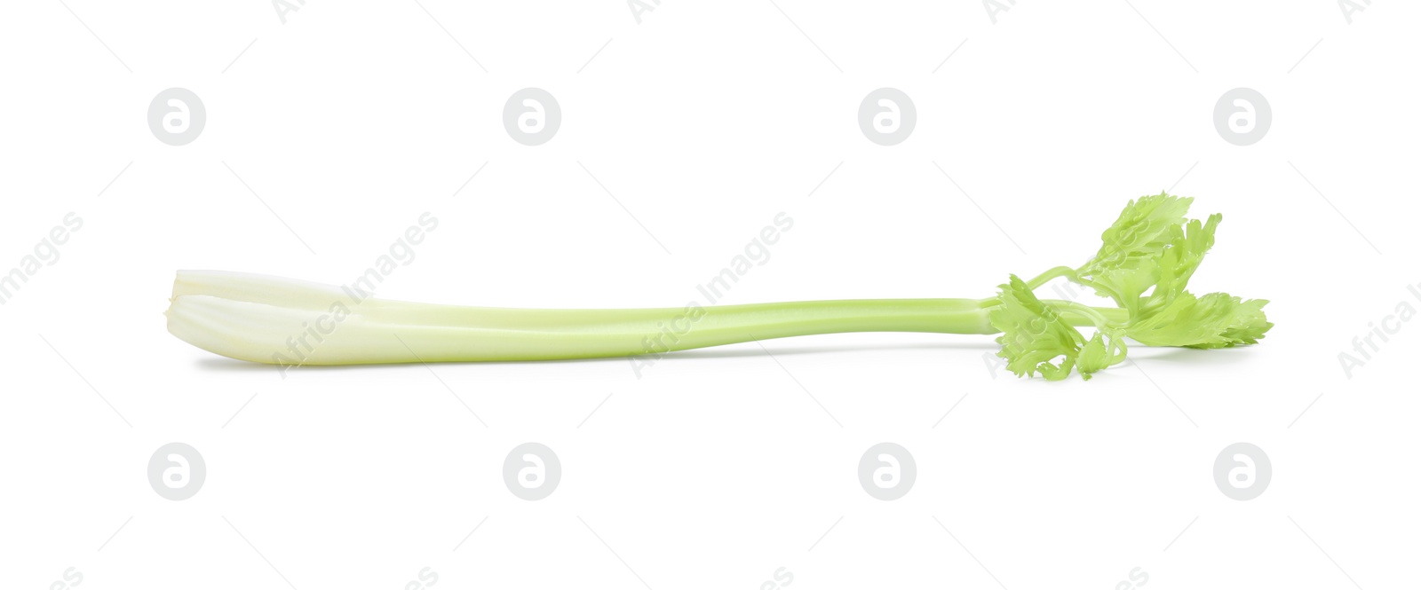 Photo of Fresh green celery stem isolated on white