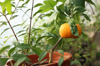 Potted tangerine tree with ripe fruit in greenhouse