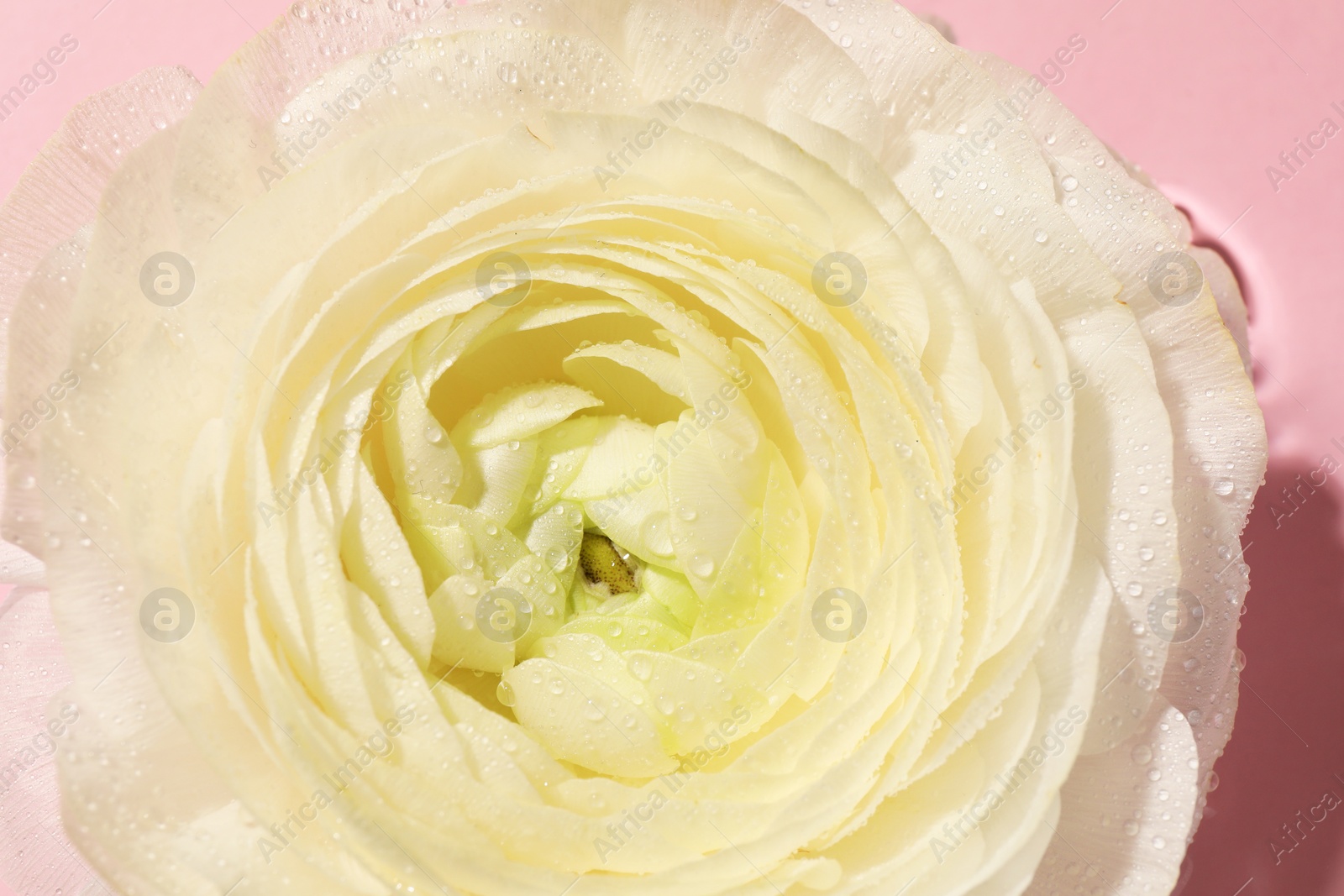 Photo of Beautiful white rose flower with water drops on pink background, closeup