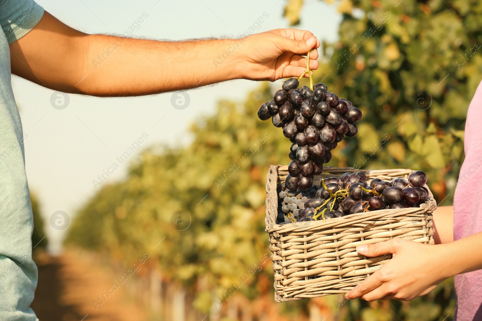 Photo of Farmers putting fresh ripe juicy grapes into basket in vineyard, closeup