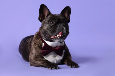 Adorable French Bulldog with bow tie on purple background
