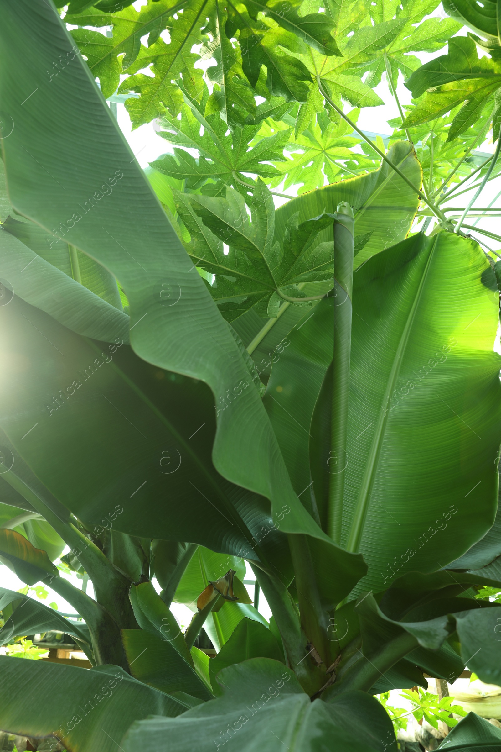 Photo of Banana tree with green leaves growing outdoors, closeup