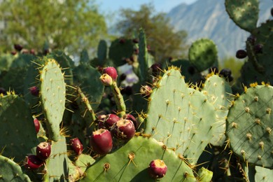 Photo of Beautiful prickly pear cacti growing outdoors on sunny day
