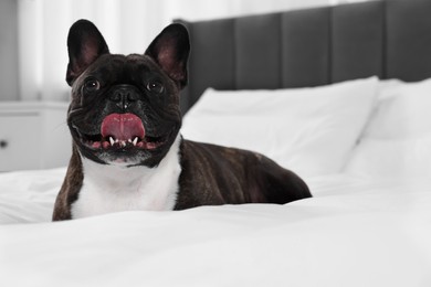 Photo of Adorable French Bulldog lying on bed indoors. Lovely pet