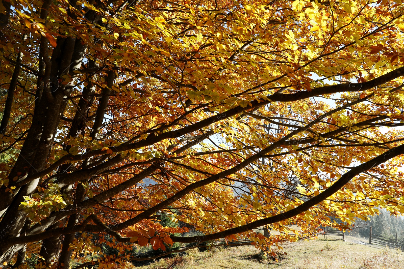 Photo of Beautiful tree with bright golden leaves in autumn